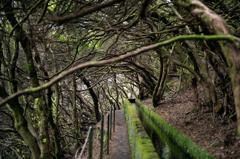 Levada-das-25-Fontes