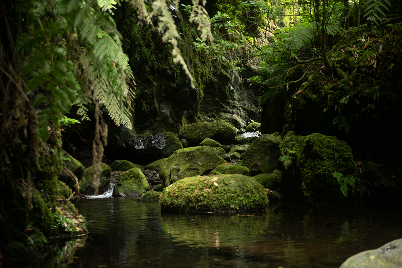 Levada do rei Madeira Guía de viaje