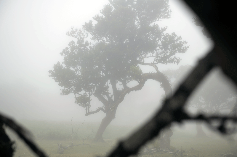 Los Tilos de Fanal.. Madeira Guía de viaje