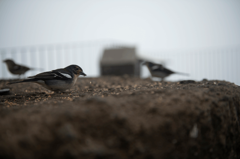 Mirador do balcoes. Madeira Guía de viaje