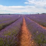 Festival de los campos de lavanda Brihuega