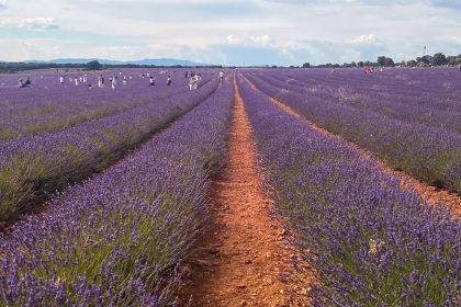 Festival de los campos de lavanda Brihuega
