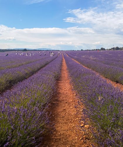 Festival de los campos de lavanda Brihuega