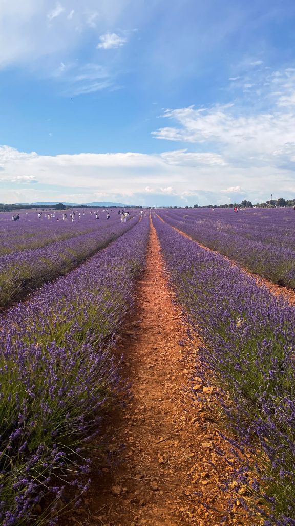 Festival de los campos de lavanda Brihuega